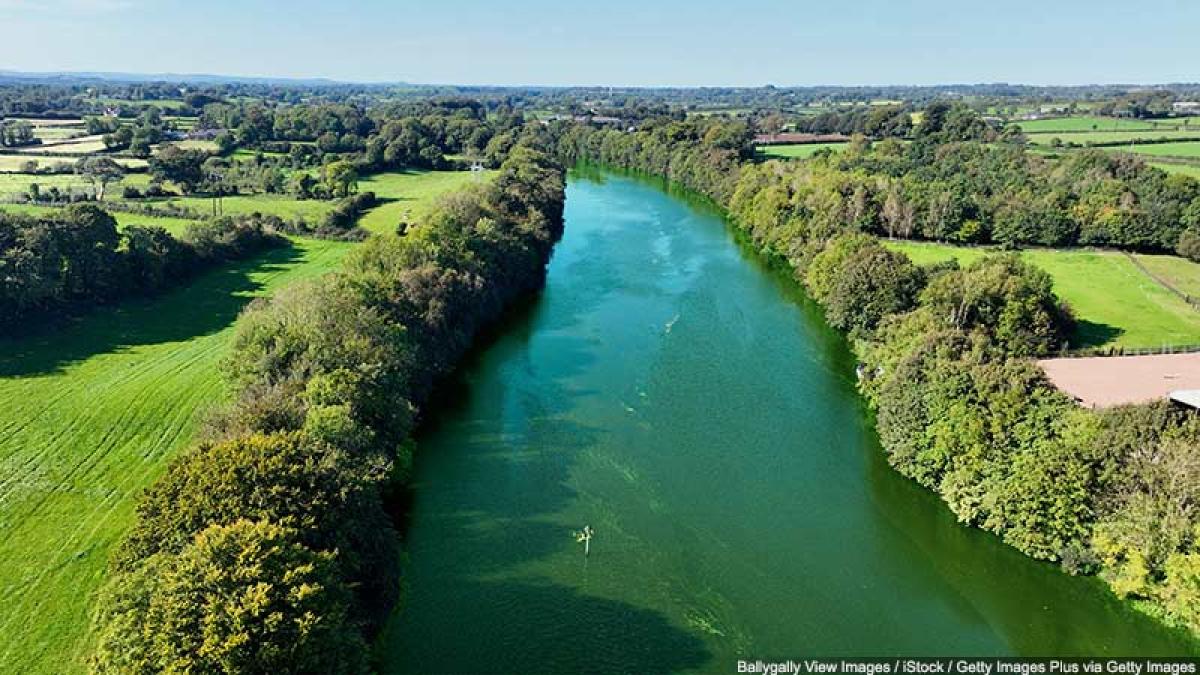 What is Blue-Green Algae and Why Does it Matter?